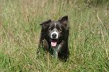 BORDER COLLIE 1480